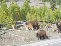 Baby Bison